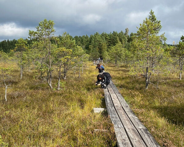 [Translate to Englisch:] Foto Moorlandschaft Kemeri, Lettland