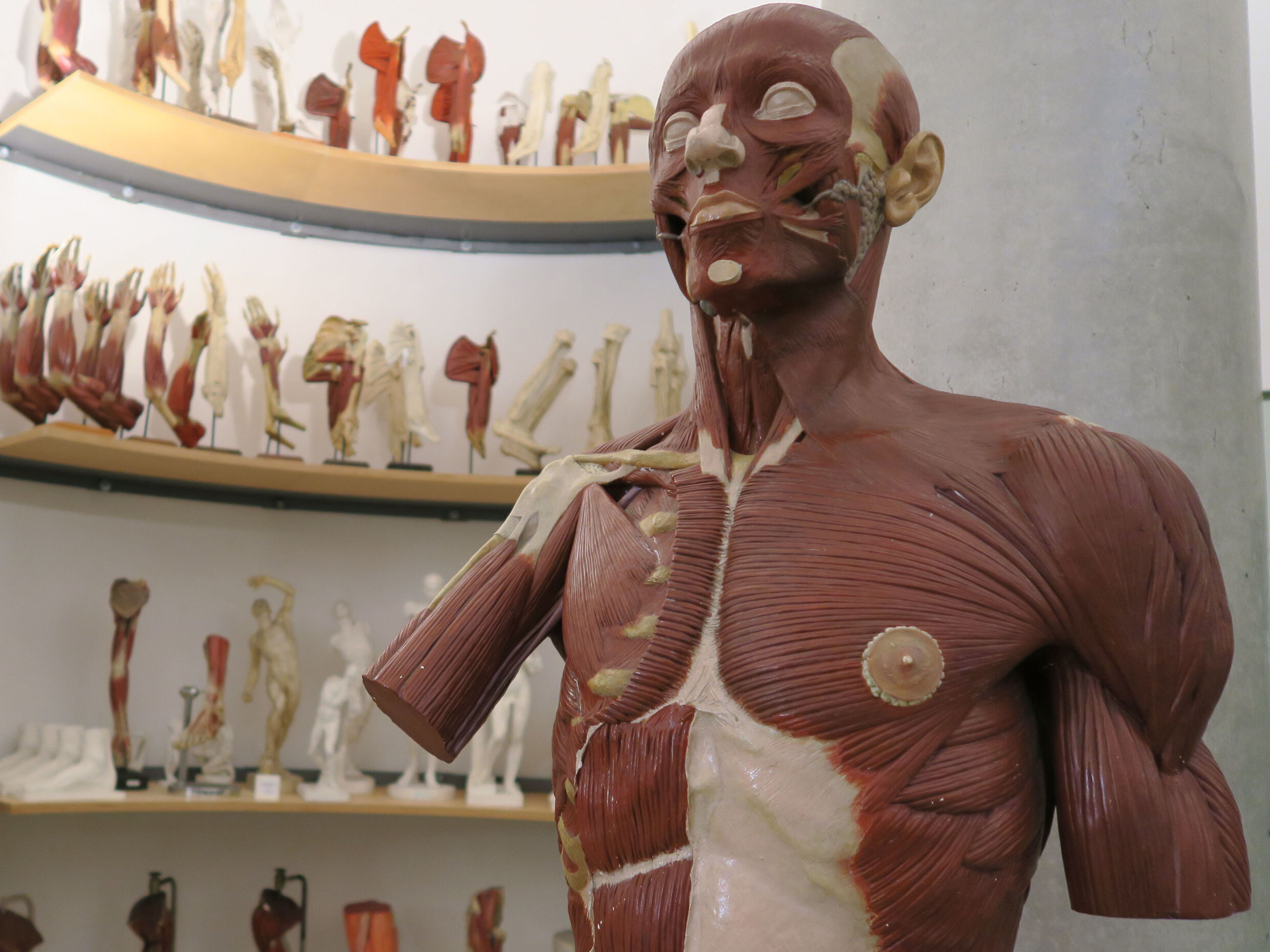 Humananatomie.jpg