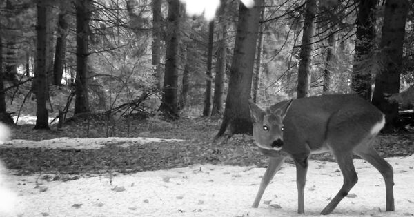 Deer Carpathia