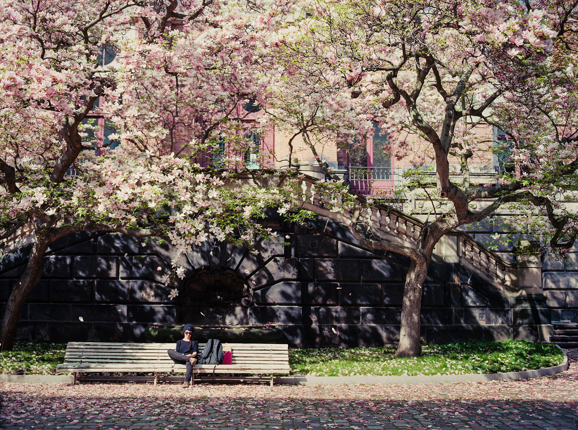 Innenhof der Hochschule im Frühling. Magnolienblüte und Studentin auf der Bank beim Lernen.