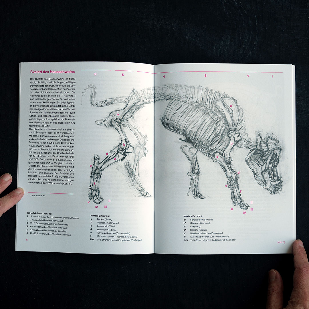 Doppelseite "Schweineanatomie" zeigt die Zeichnung eines Schweineskeletts.