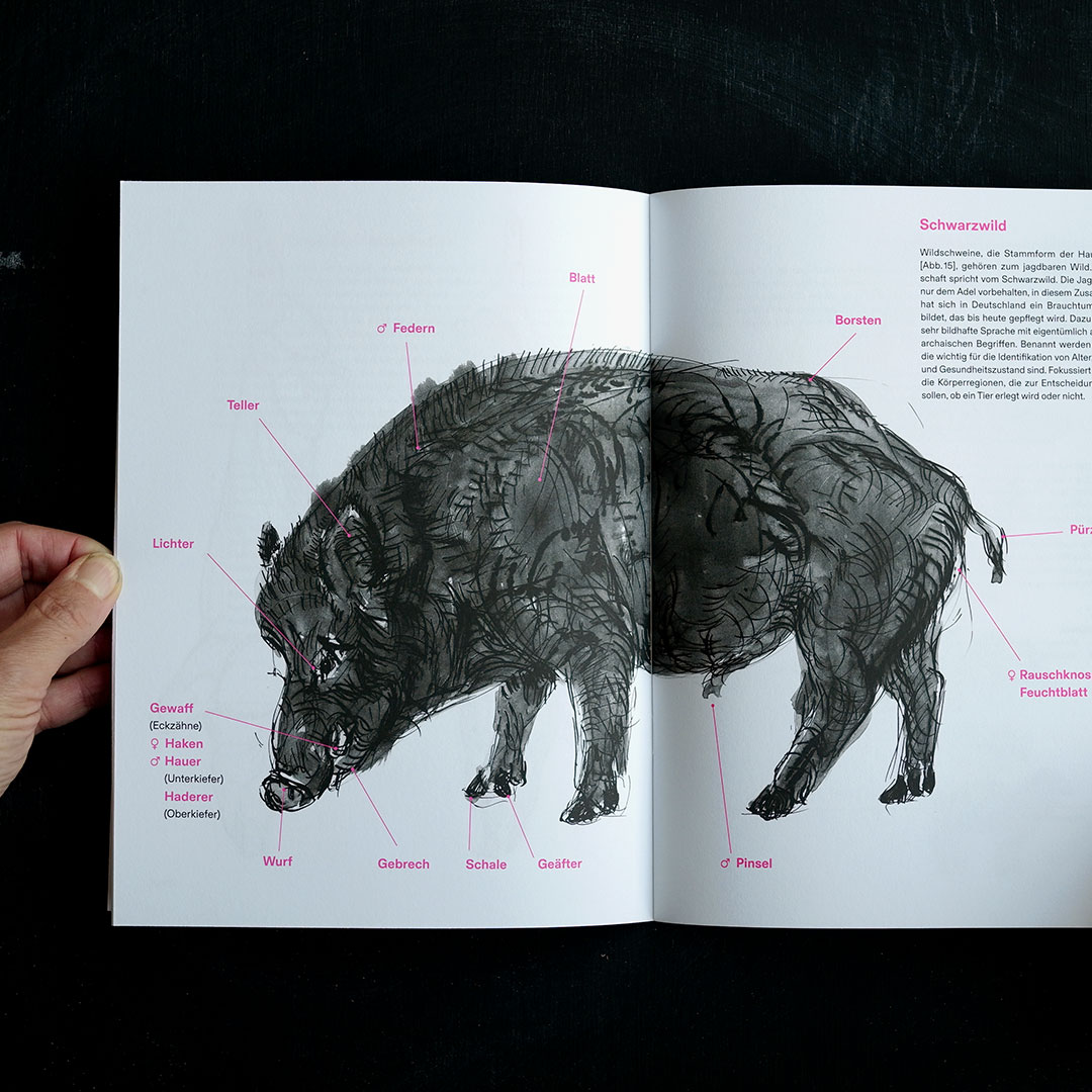 Aufgeschlagene Doppelseite von "Schweineanatomie". Zu sehen ist die Zeichnung eines Wildschweins mit Bezeichnungen der Anatomie.