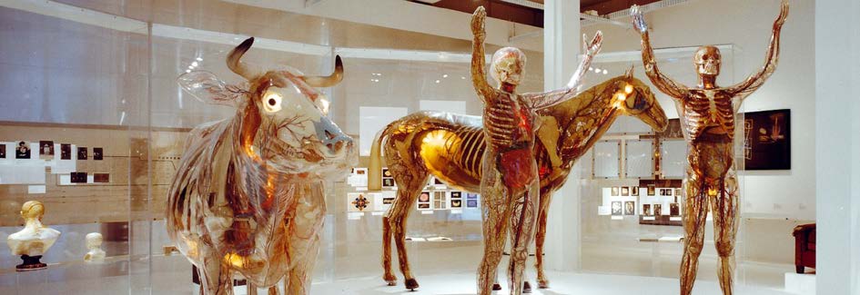 Glaeserne_Figuren__c__Volker_Kreidler__Deutsches_Hygiene_Museum.jpg
