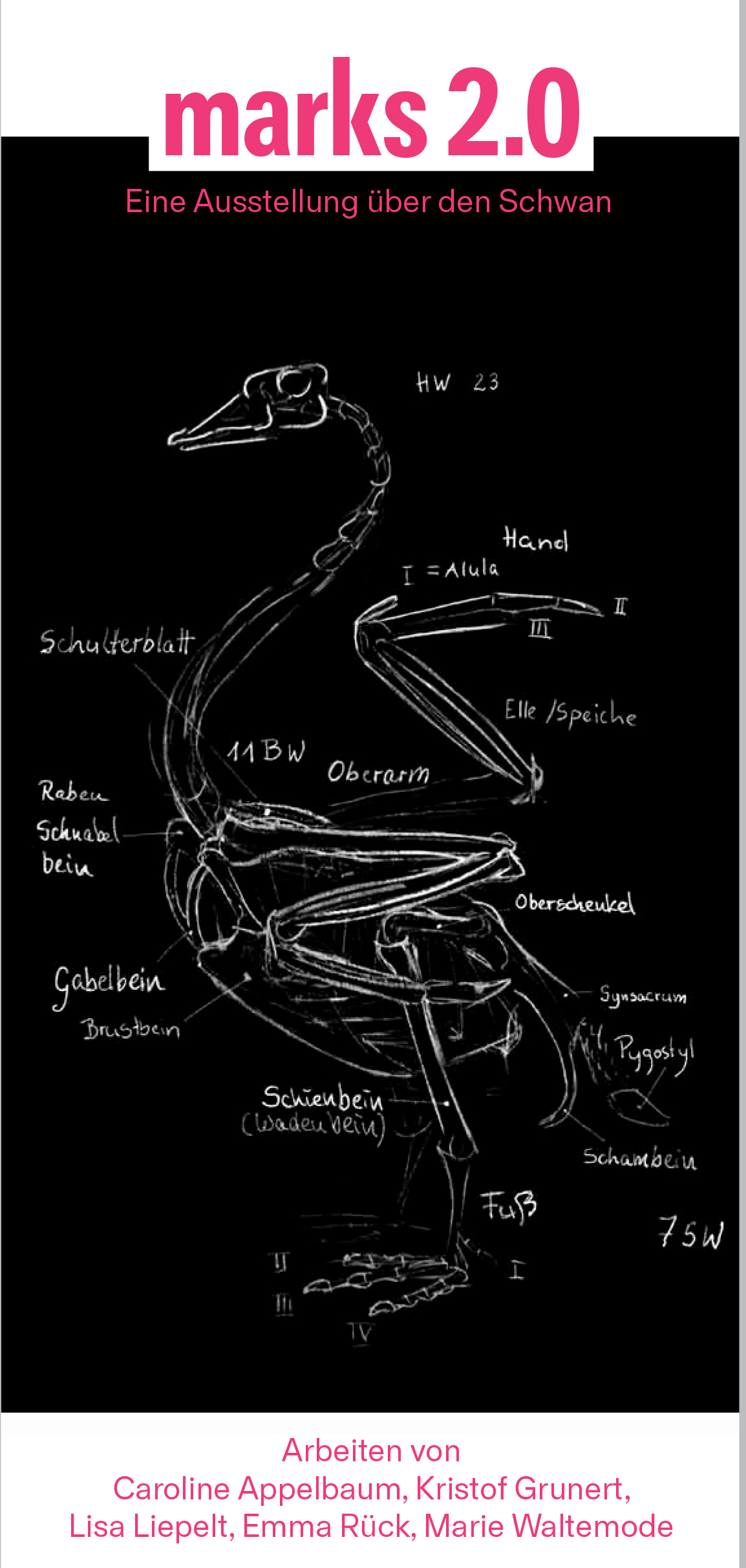 Ausstellungsplakat. Kreidezeichnung eines Schwanenskeletts.