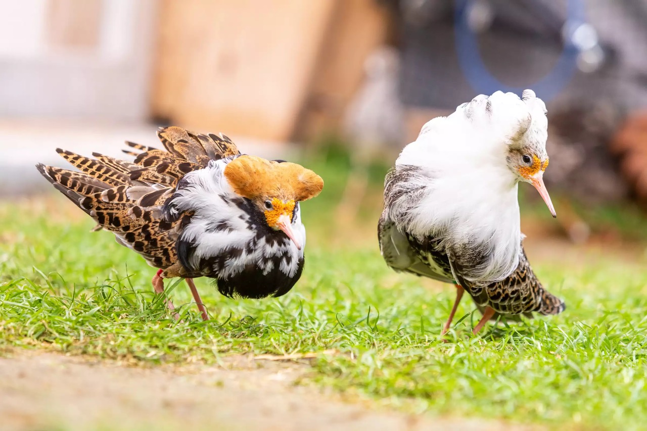 Zwei Kampfläufer auf einer Wiese