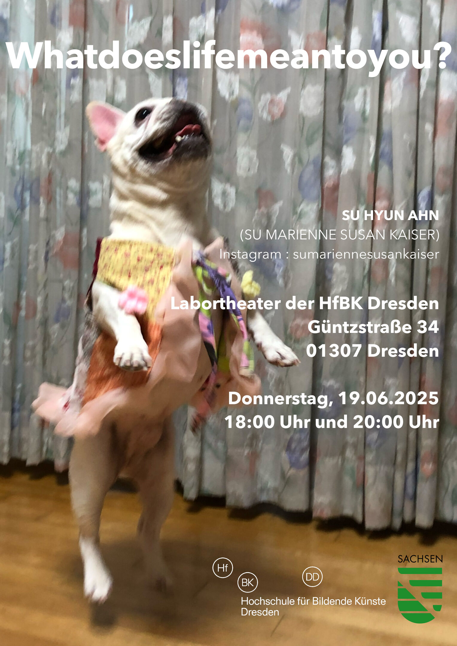 small dog with pink clothing jumping excited