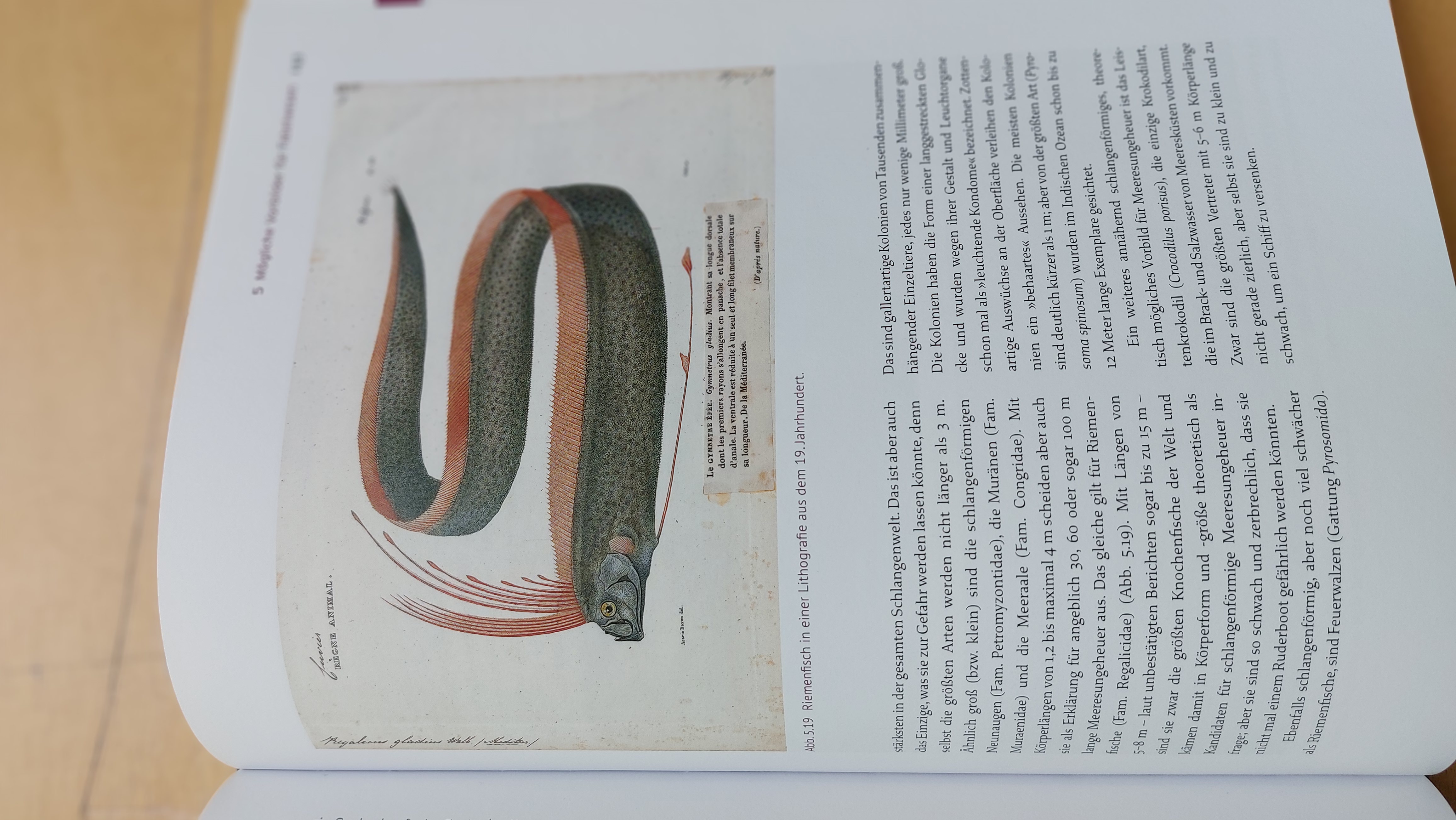 Fotografie einer Buchseite