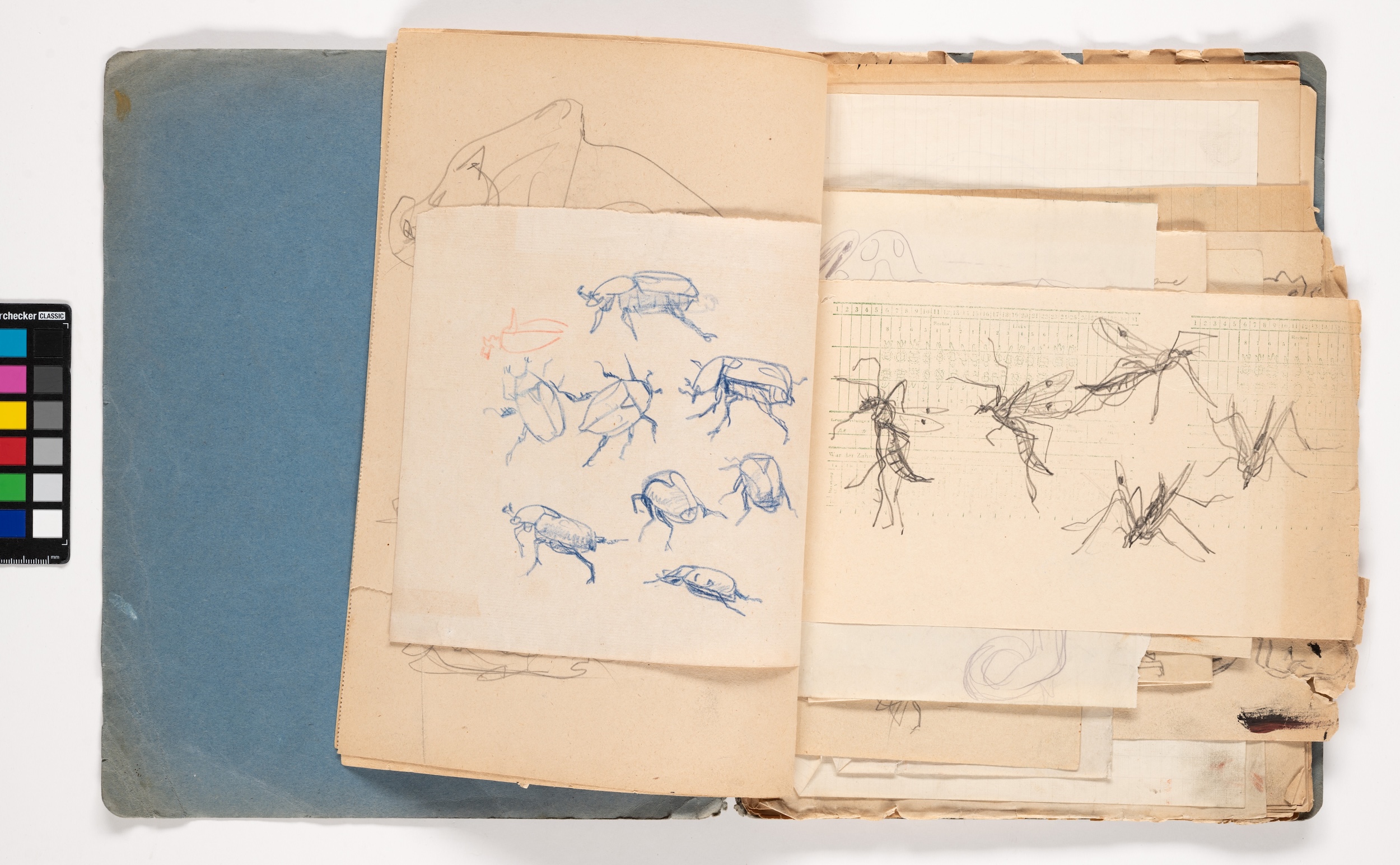 osef Hegenbarth: Insektenstudien aus einem Skizzenbuch