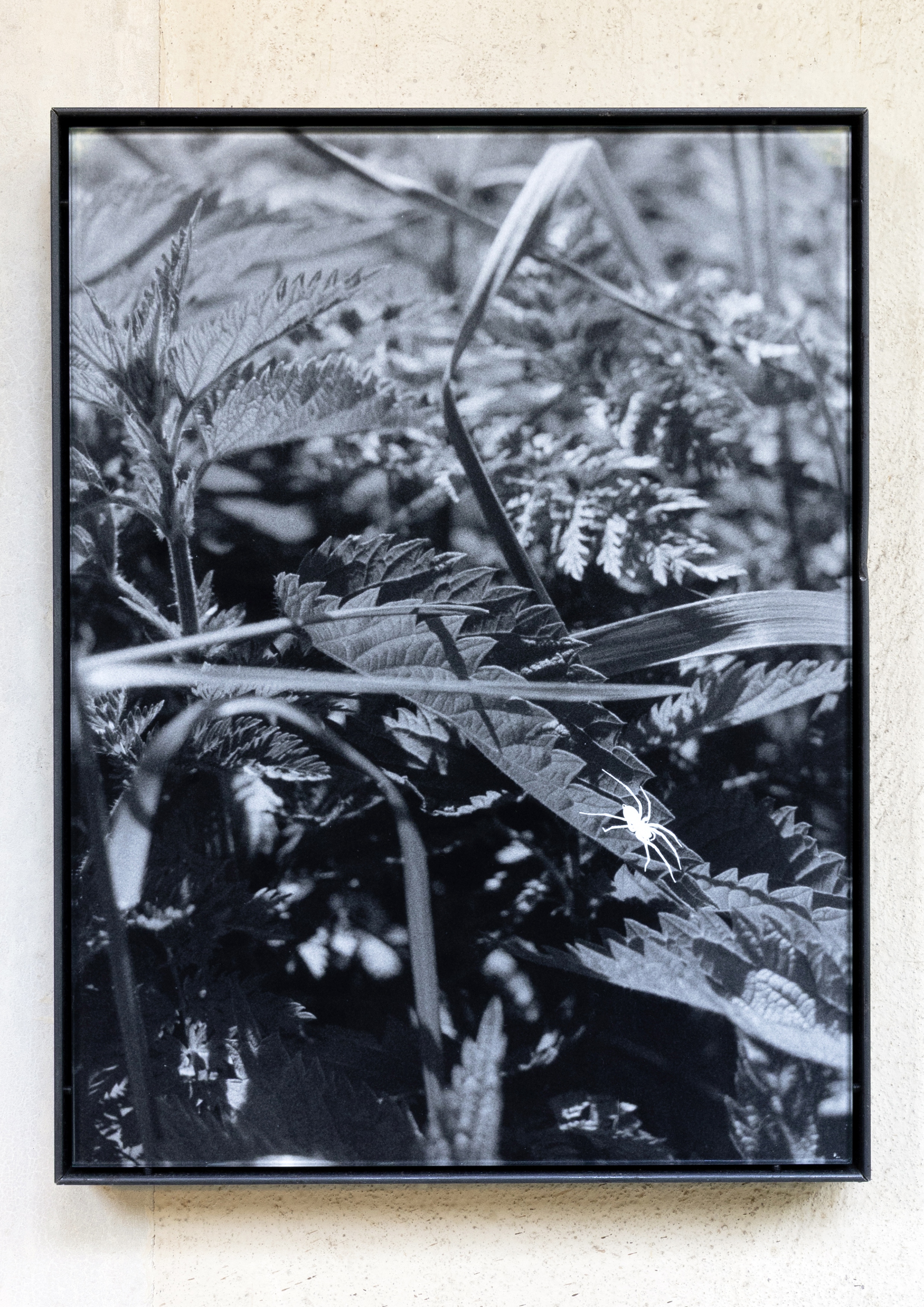 gerahmte schwarz-weiß Fotografie